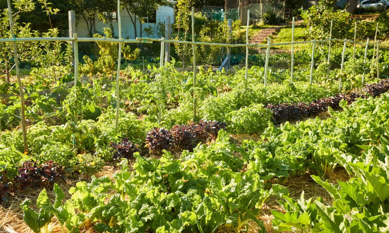 Spring planting demonstration North Carolina Piedmont garden showing best practices for regional growing