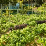 Spring planting demonstration North Carolina Piedmont garden showing best practices for regional growing