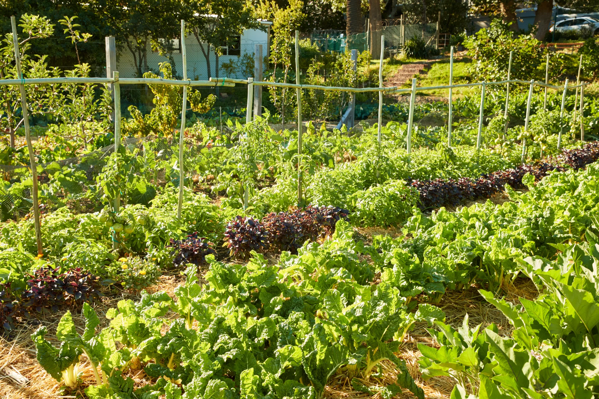 Spring planting demonstration North Carolina Piedmont garden showing best practices for regional growing