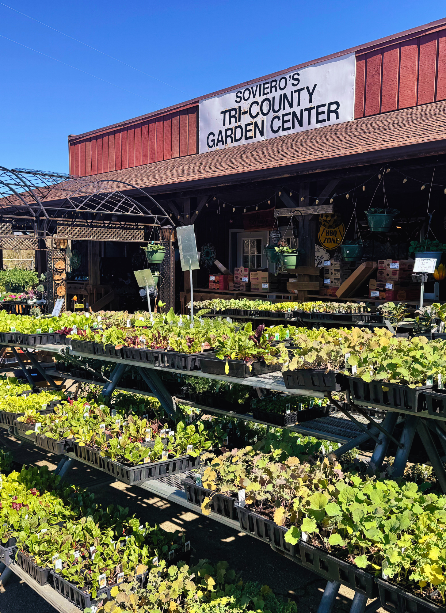 Fall vegetable plants display outside Soviero's Garden Center in High Point, arranged on tiered shelves beneath a rustic wooden porch