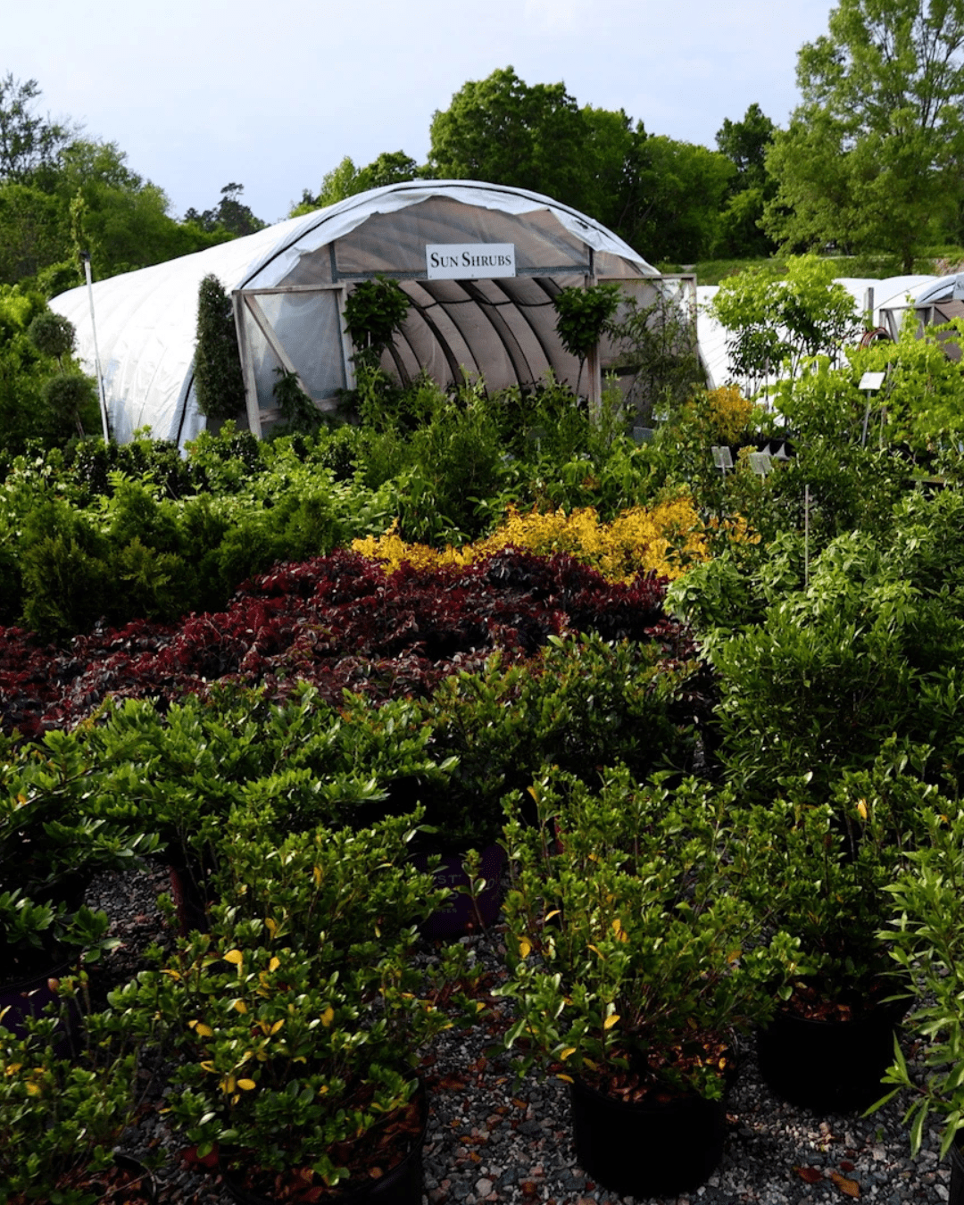 Soviero's Garden Center nursery of plants, trees, & shrubbery located in High Point, NC.