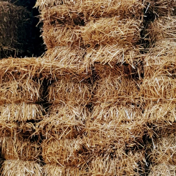 Wheat Straw