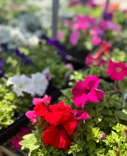 One of our garden experts helping a customer pick the perfect plants at Soviero's in High Point.