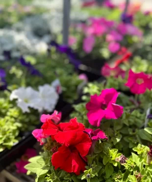 One of our garden experts helping a customer pick the perfect plants at Soviero's in High Point.