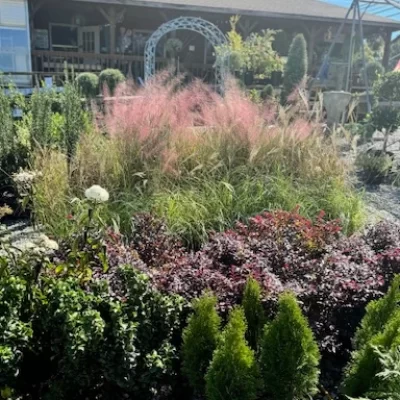 Ornamental grasses available at Soviero's garden Center in High Point, NC.