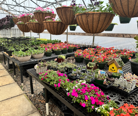 Spring annuals & perennials blooming inside our High Point, NC greenhouse at Soverio's County Garden Center.