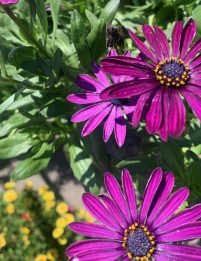 Native perennials flowers at Soviero's Garden Center.