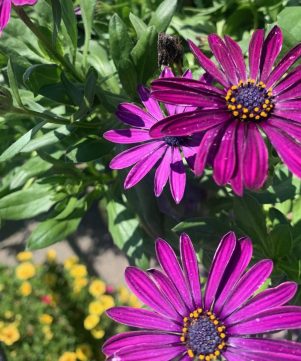 Native perennials flowers at Soviero's Garden Center.