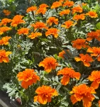 Spring flowering plants displayed outside Soviero's Garden Center in High Point.