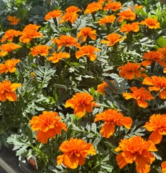 Spring flowering plants displayed outside Soviero's Garden Center in High Point.
