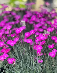 Outdoor Spring flowers at Soviero's Garden Center featuring colorful perennials.