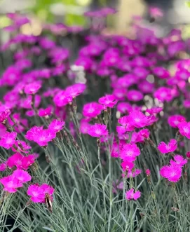 Outdoor Spring flowers at Soviero's Garden Center featuring colorful perennials.
