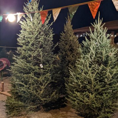 Quality Christmas trees at Soviero's Garden Center in High Point, NC.