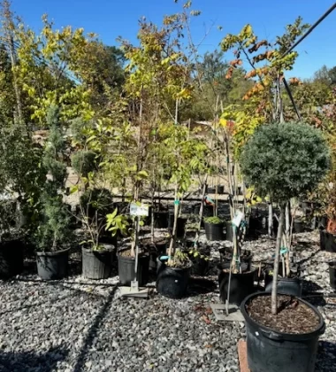 Selection of shade trees, evergreens, ornamental, and edible trees at Soviero's Garden Center High Point NC
