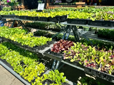 Seasonal vegetable starts avaialbe at Soviero's Garden Center in High Point, NC.