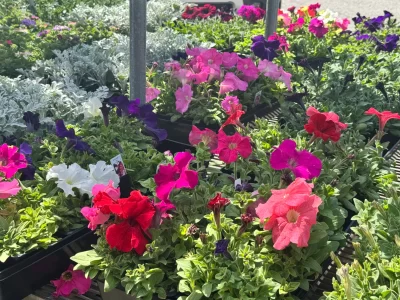 Heat-tolerant annuals and veggie starts at Soviero's Garden Center