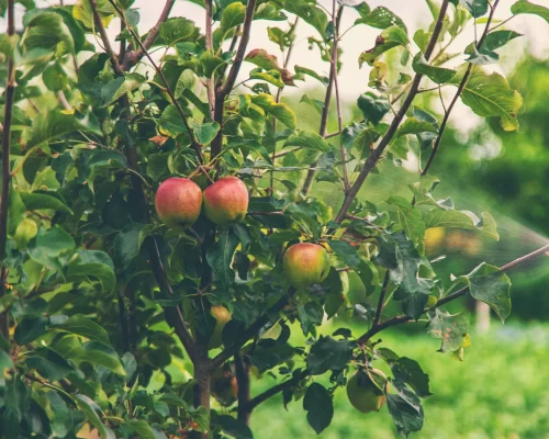 A variety of fruit trees available at Soviero's Garden Center in High Point, North Carolina.