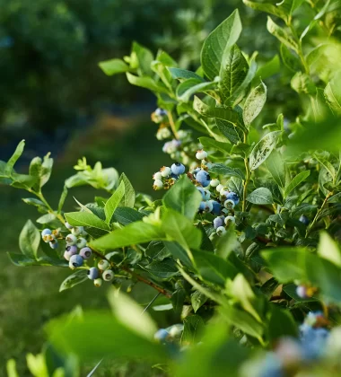 A variety of berries and other edible plants are avaialbe at Sovieros Garden Center in High Point. NC/