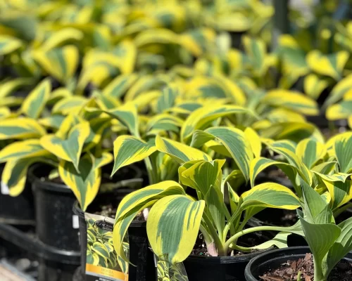 Hostas and other shade perennials avaialbe at Soviero's in High Point, NC.