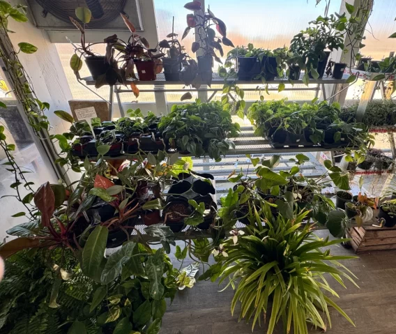 Beginner-friendly houseplants including snake plants and pothos, at Soviero's Garden Center