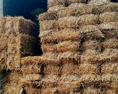 Quality pine needles & wheat straw in High Point, NC. Soviero's Garden Center—your trusted source for landscaping materials since 1989.